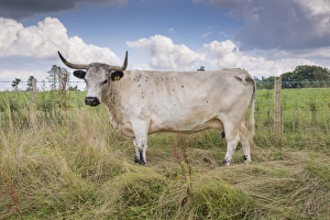 Domestic Cattle, White Park, cow, standing in restricted grazing on SSSI land, Gisburn, Lancashire, England, August