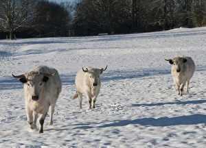 Park Lands Prints: Domestic Cattle, White Park cows