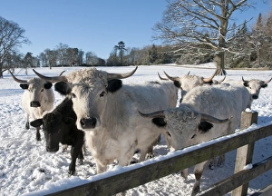 Park Lands Prints: Domestic Cattle, White Park herd