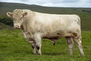 Rare Breed Prints: Domestic Cattle, Whitebred Shorthorn bull, standing in upland pasture, England, july