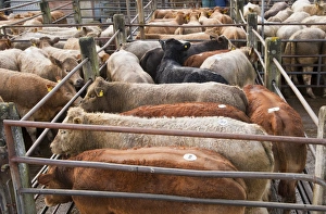 Pens Prints: Domestic Cattle, young beef store cattle
