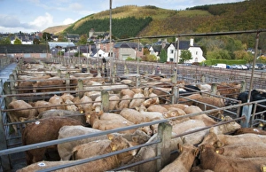 Domestic Cattle, young beef store cattle, mixed breeds in pens at livestock market, Knighton Livestock Market, Powys