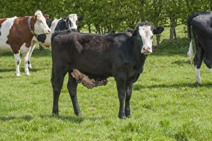 Domestic Cattle, young dairy heifer, with warts on belly, standing in pasture, Cheshire, England, april