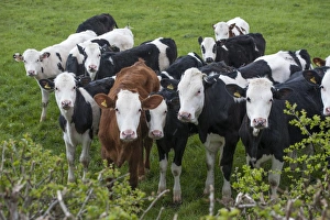 Heifers Prints: Domestic Cattle, young dairy heifers