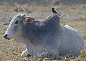 Laying Prints: Domestic Cattle, Zebu (Bos indicus) adult