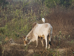 Domestic Cattle, Zebu (Bos indicus) adult, feeding, with Cattle Egret (Bubulcus ibis) perched on back, Keoladeo Ghana N. P. (Bharatpur), Rajasthan, India