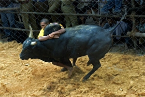 Domestic Cattle, Zebu (Bos indicus) bull, with man holding onto hump during Jallikattu or Taming the Bull ancient village sport, during Pongal harvest festival celebrations, Madurai, Tamil Nadu, India