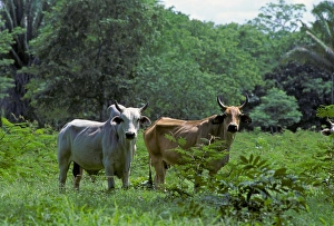 Clearings Prints: Domestic Cattle, Zebu (Bos indicus) bull and cow