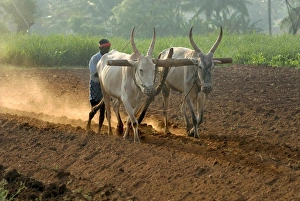 Plough Prints: Domestic Cattle, Zebu (Bos indicus) two bullocks