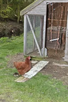 Mallard Prints: Domestic Chicken, 2 year old New Hampshire red cross