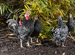 Hens Prints: Domestic Chicken, Ancona cockerels and hens