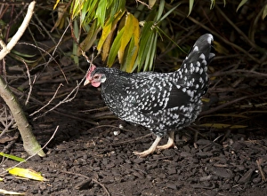 Hens Prints: Domestic Chicken, Ancona hen, standing, Whitewell, Lancashire, England, november