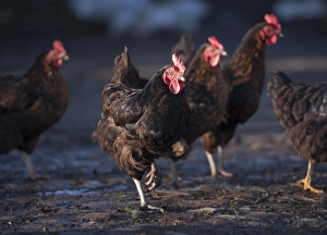 Hens Prints: Domestic Chicken, Black Rock hens