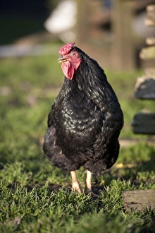 Chickens Prints: Domestic Chicken, Black Wyandotte cockerel