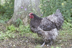 Hens Prints: Domestic Chicken, Blue Orpington, freerange hen, standing, Essex, England, august