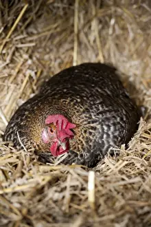Straw Prints: Domestic Chicken, broody hen, sitting on nest amongst bales of straw, England, February
