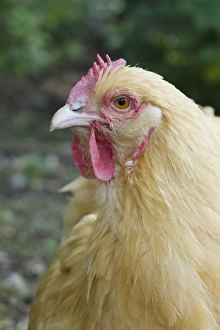 Domestic Chicken, Buff Orpington, freerange hen, close-up of head, Essex, England, august