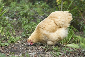 Hens Prints: Domestic Chicken, Buff Orpington, freerange hen, foraging, Essex, England, august