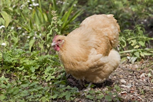 Domestic Chicken, Buff Orpington, freerange hen, walking, Essex, England, august
