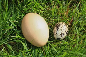 Gamebird Prints: Domestic Chicken and Common Quail (Coturnix coturnix) eggs