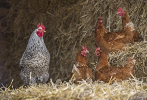 Straw Prints: Domestic Chicken, crossbreed cockerel and hens