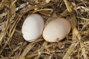 Nest Prints: Domestic Chicken, two eggs on nest of straw, Cumbria, England, June