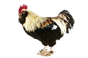 Rooster Prints: Domestic Chicken, Faverolle, cockerel, standing