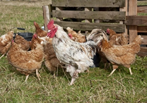 Hens Prints: Domestic Chicken, Free-range cockerel and hens