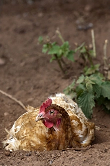 Hens Prints: Domestic Chicken, free-range hen, dust bathing, England, july