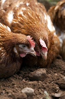 Hens Prints: Domestic Chicken, free-range hens, dust bathing, Cumbria, England, july