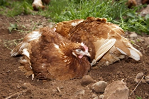 Domestic Chicken, free-range hens, dust bathing, Cumbria, England, june