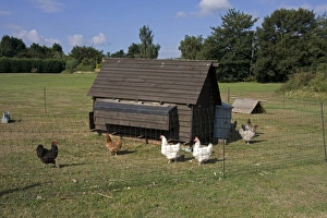 Hens Prints: Domestic Chicken, free-range hens, flock with coop in run on smallholding, England, july