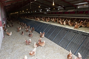 Hens Prints: Domestic Chicken, free-ranges hens, interior of unit building, Cumbria, England, june
