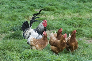 Hens Prints: Domestic Chicken, freerange cockerel and hens