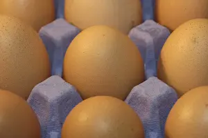 Chickens Prints: Domestic Chicken, freerange eggs in egg tray, England
