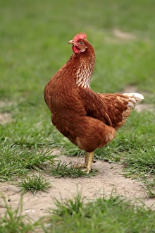 Hens Prints: Domestic Chicken, freerange hen