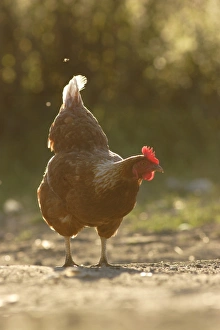 Hens Prints: Domestic Chicken, freerange hen
