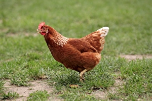 Hens Prints: Domestic Chicken, freerange hen