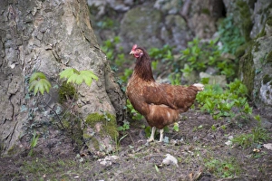 Domestic Chicken, freerange hen, standing beside tree trunk, Silverdale, Lancashire, England, april