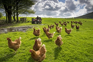 Vehicle Prints: Domestic Chicken, freerange hens