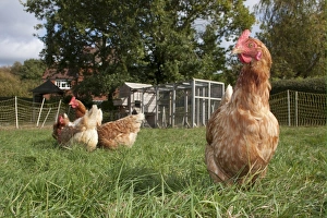 Hens Prints: Domestic Chicken, freerange hens