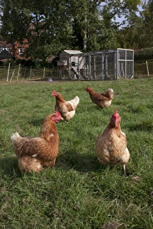 Domestic Chicken, freerange hens, foraging on grass, with coop and run in background on smallholding, England, october