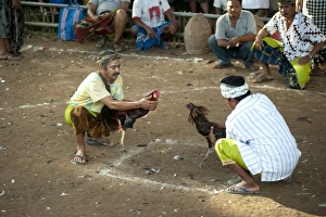Chickens Prints: Domestic Chicken, Gamecock, fighting cocks held by owners prior to fight at Siat Sampian (coconut leaf war) festival