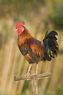 Chickens Prints: Domestic Chicken, Gamecock, fighting cock
