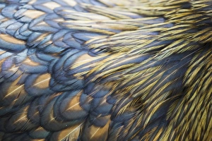 Feather Prints: Domestic Chicken, Gold-laced Orpington