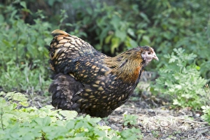 Hens Prints: Domestic Chicken, Gold-laced Orpington, freerange hen, standing, Essex, England, august