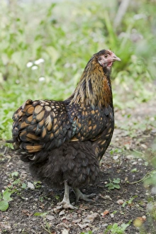 Domestic Chicken, Gold-laced Orpington, freerange hen, standing, Essex, England, august