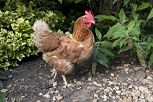 Hens Prints: Domestic Chicken, Goldline hybrid hen