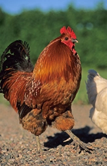 Chickens Prints: Domestic Chicken, Hedemora Fowl cockerel, Sweden