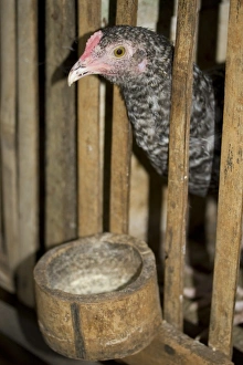 Hens Prints: Domestic Chicken, hen, in bamboo coop with bamboo feeder, Palawan, Philippines, march